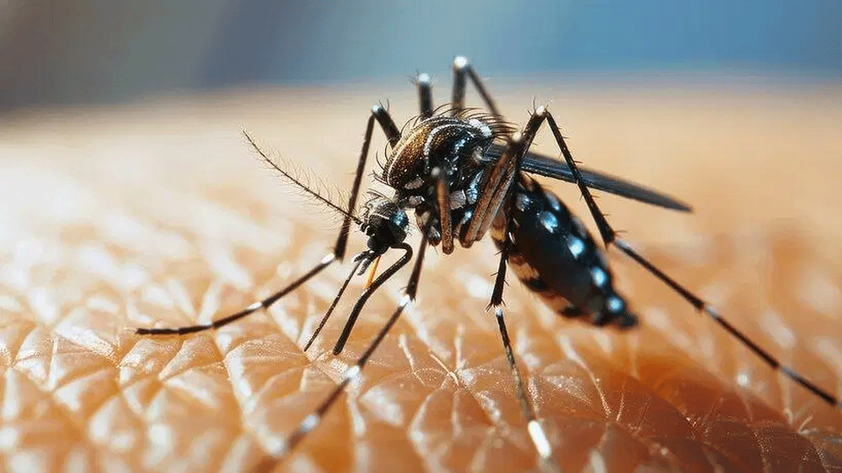 রাজ্যে বাড়ছে ডেঙ্গির দাপট, আগামী বছরেই আসছে টিকা, ঘোষণা আইসিএমআর-এর রাজ্যে বাড়ছে ডেঙ্গির দাপট, আগামী বছরেই আসছে টিকা, ঘোষণা আইসিএমআর-এর