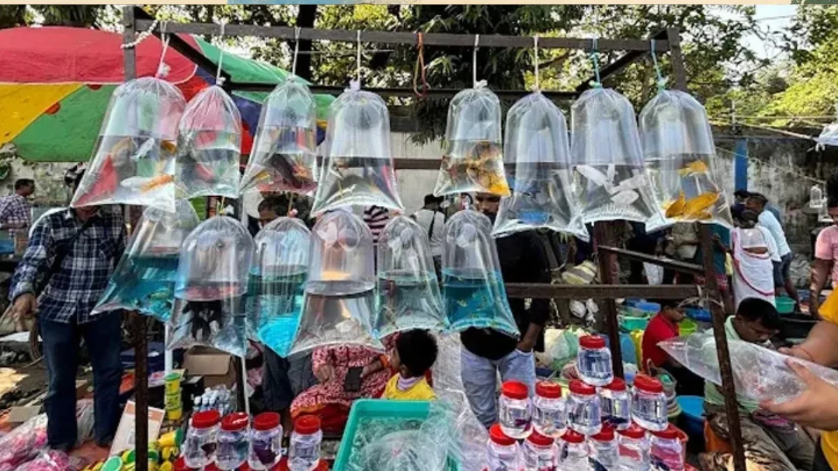 গালিফ স্ট্রিটের পোষ্য বাজারে বেআইনি কেনাবেচা বন্ধের নির্দেশ হাইকোর্টের, আজ থেকেই কড়া নজরদারি গালিফ স্ট্রিটের পোষ্য বাজারে বেআইনি কেনাবেচা বন্ধের নির্দেশ হাইকোর্টের, আজ থেকেই কড়া নজরদারি